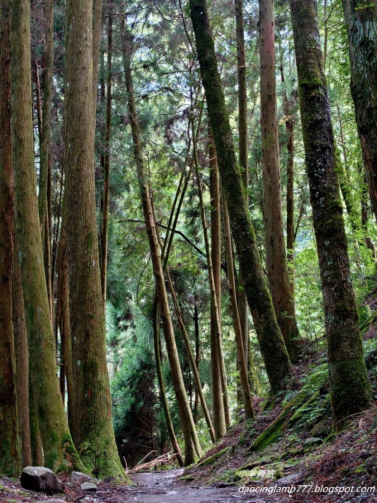 【新竹】觀霧森林遊樂區：檜山巨木群步道_2397407