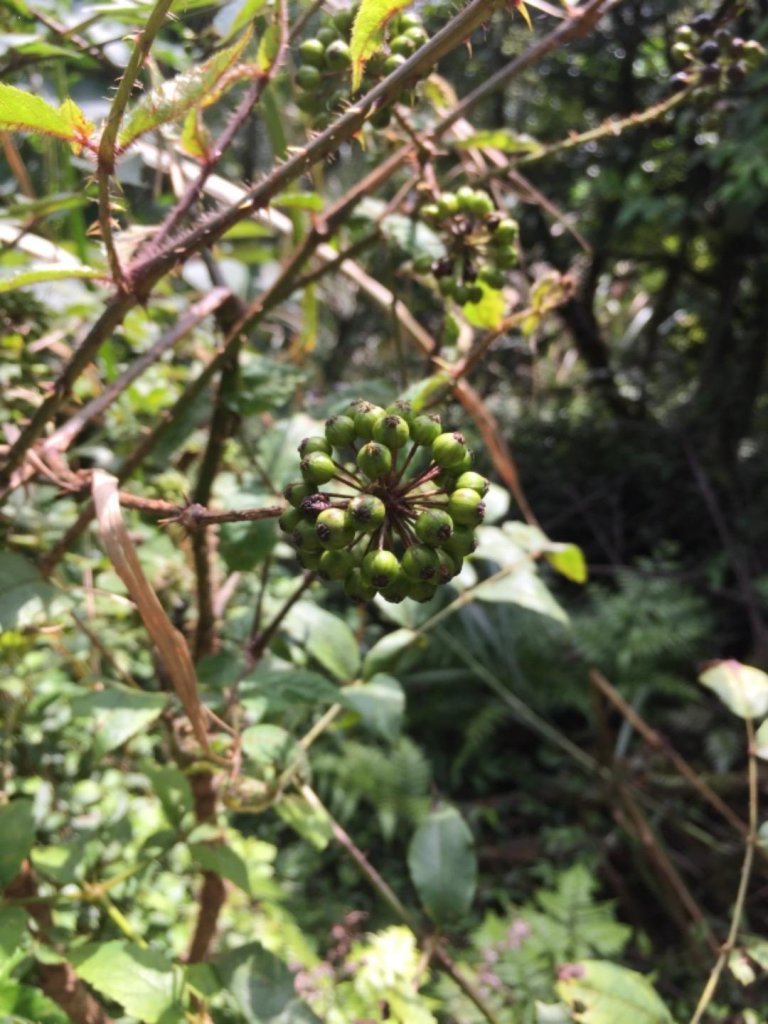 天上山縱走圓通寺_483309