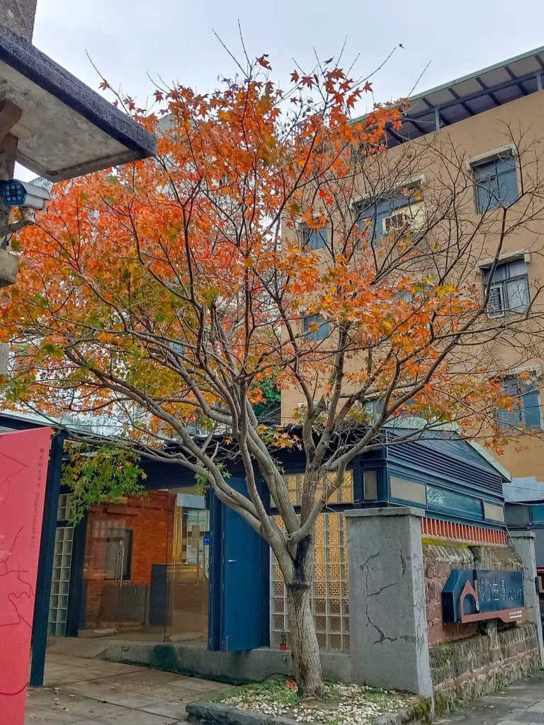 臺北趴趴走｜文山森林、台大、林森、淡水、大安森林、象山_2436473