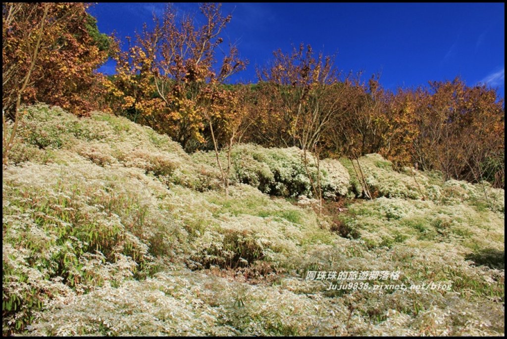 沐心泉冬季限定白雪木與黃金楓的浪漫相遇_481808