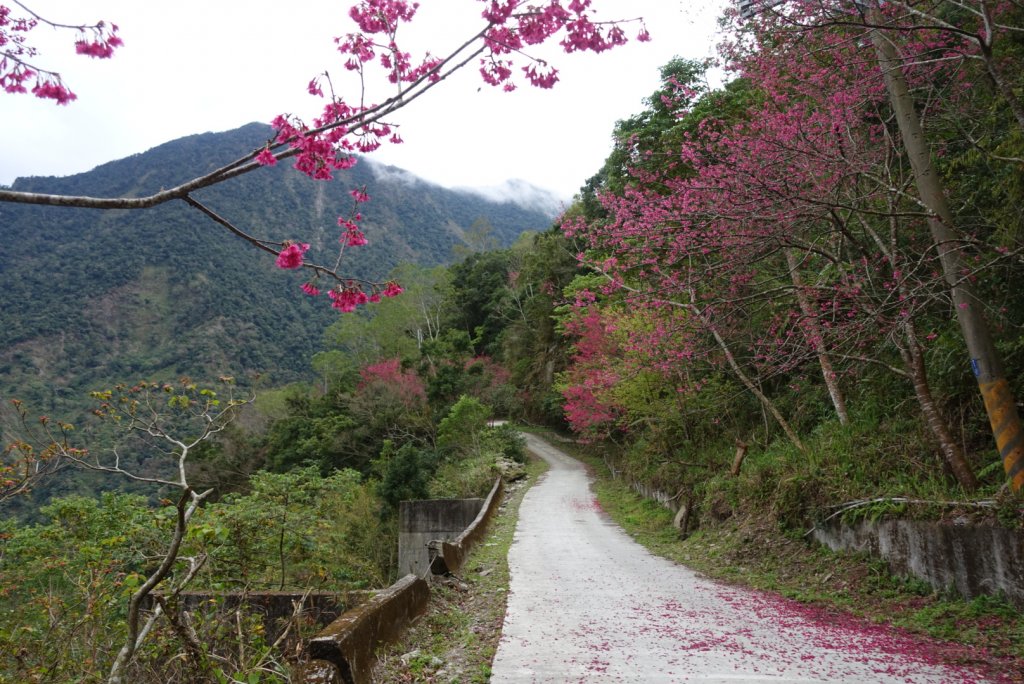 小鬼湖林道上亞泥迪山_1276777