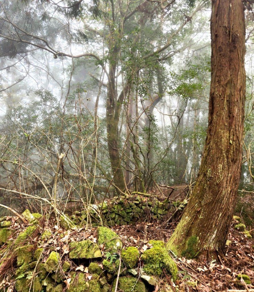 【中級山】芝生毛台山，芝生毛台山西峰，秀巒軍艦岩，屯野生步道，屯野生砲台_2745118