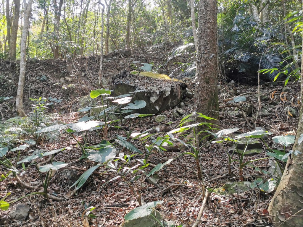 步道巡訪員│鳥嘴山步道 2 月巡訪日誌_820144
