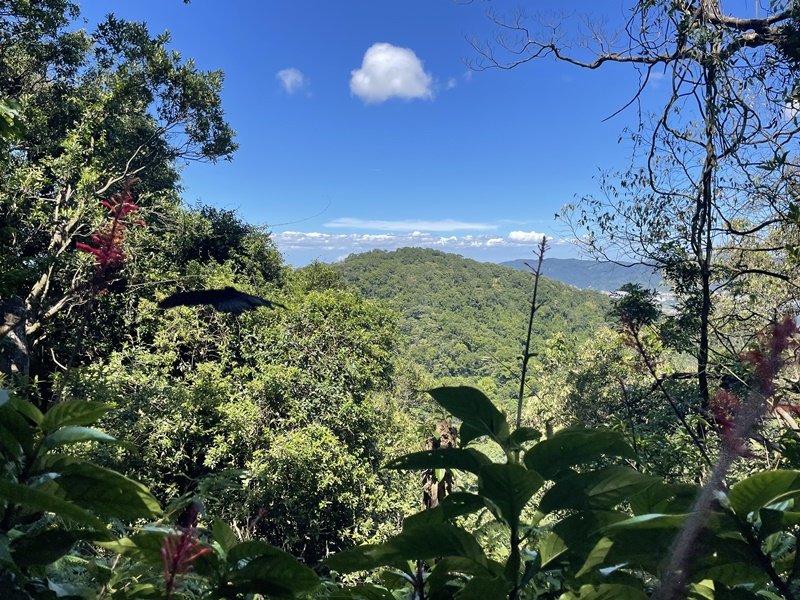 【天上山系】望月亭桐花_2869370
