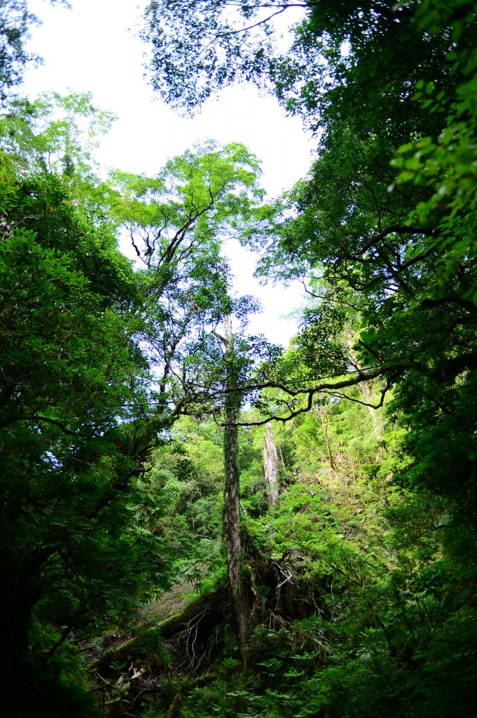 蔥鬱的巨木山林~~享受芬多精_1093915