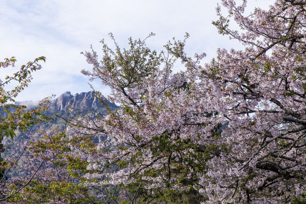春 / 滿滿的阿里山封面圖