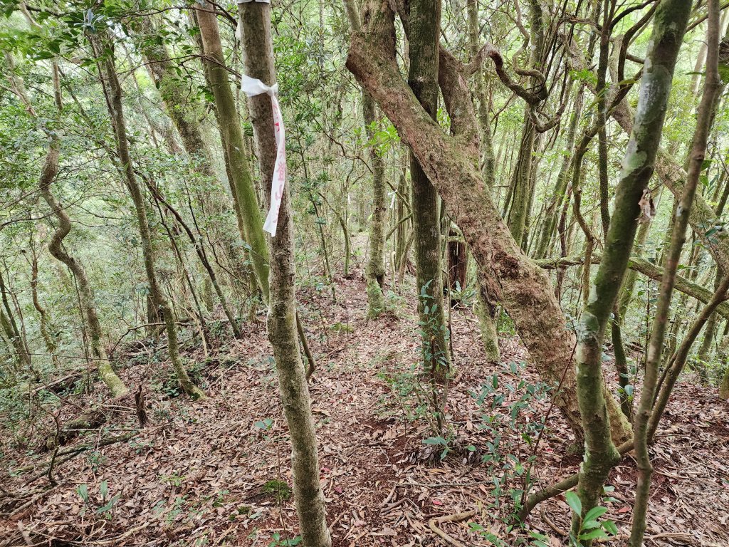 20240317八五山李棟山鳥嘴下山O型_2486232