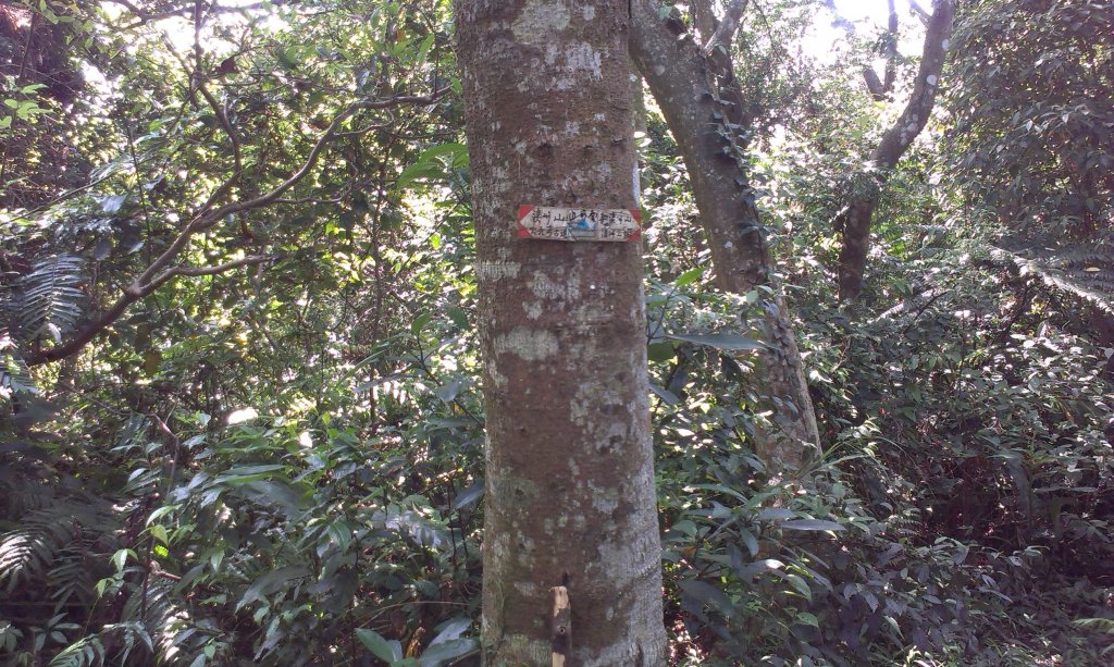 百吉林蔭步道&新溪洲山縱走20130913_1958416