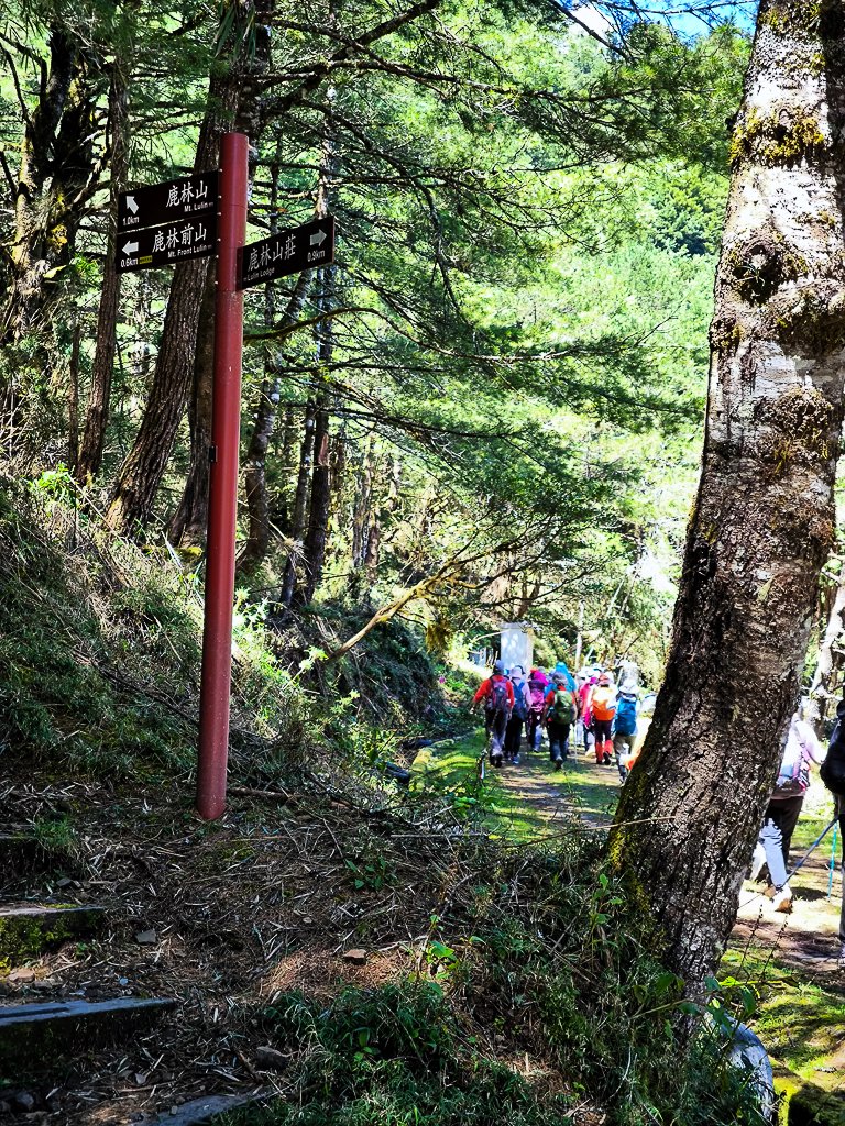 2025-08-24 塔塔加-大鐵杉-鹿林山莊-鹿林前山-鹿林山-黑森林-玉山登山口-上東埔_2869106