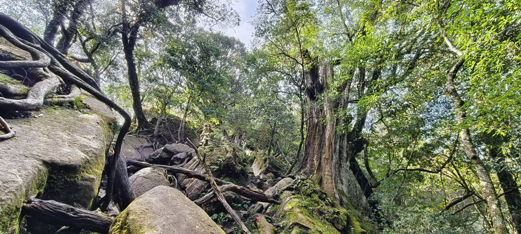 2025/04/04_加里山登山步道_2755037