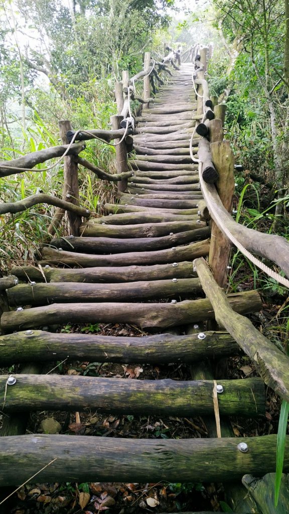 大坑四號步道（頭嵙山）_590247