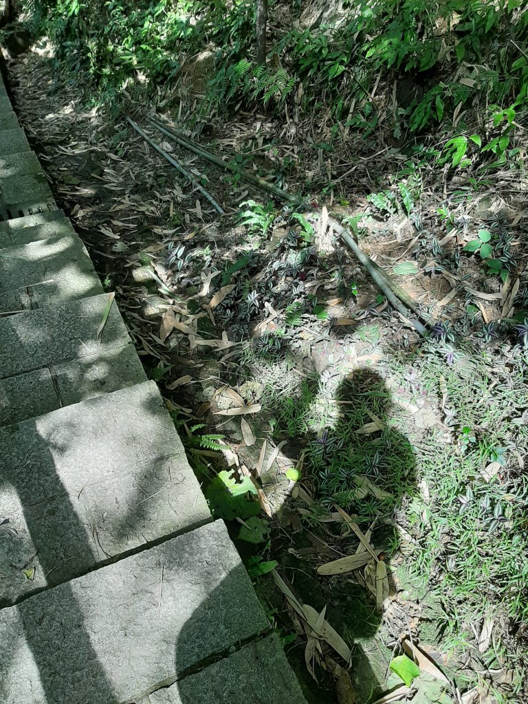 虎、豹、獅、象、九五峰、南港山、拇指山_1145176