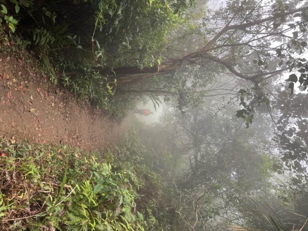 血藤之戀/百吉總督府步道/頭寮山/溪洲山/新溪洲山/溪洲公園_2088762