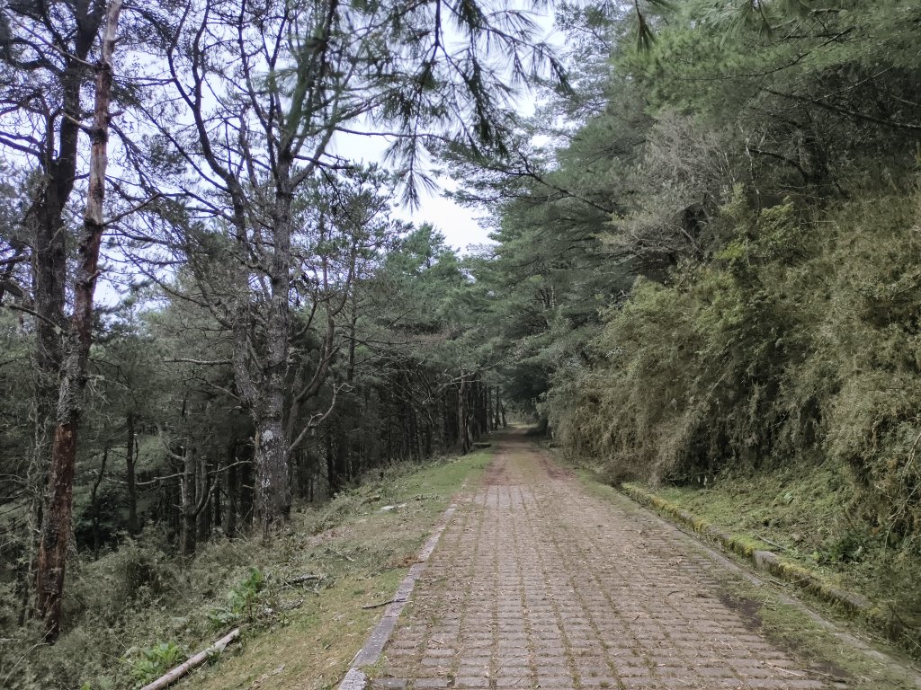 [玉山尋寶任務-08/12] 2025_0824 鹿林山步道_鹿林前山_2870991