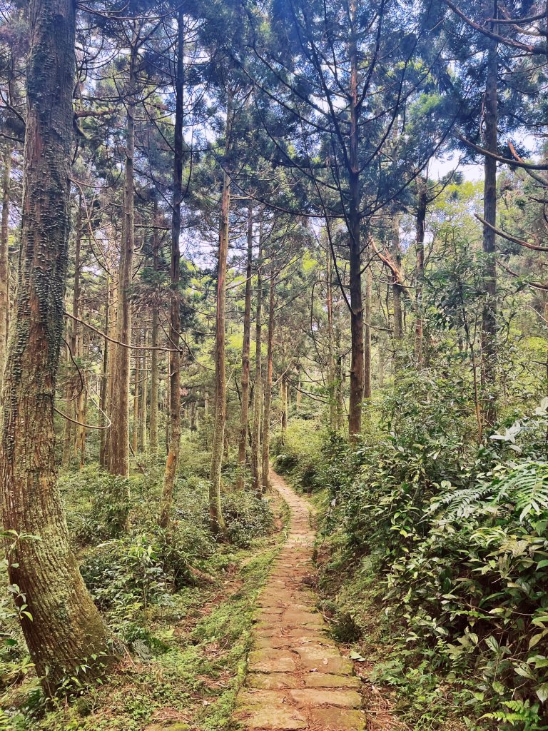 20240803頂山石梯嶺步道_2582933