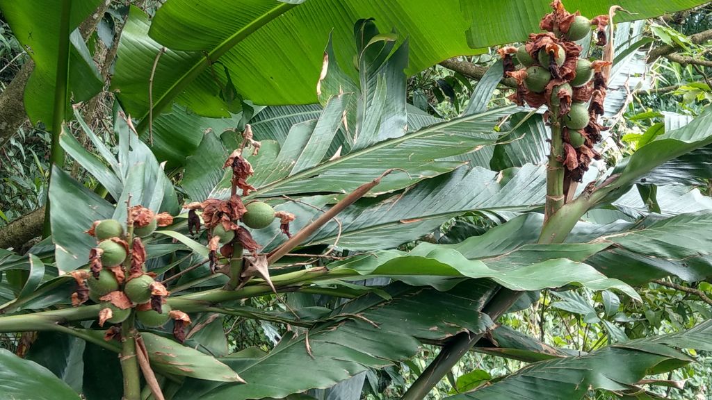 新溪洲山之樂_400412