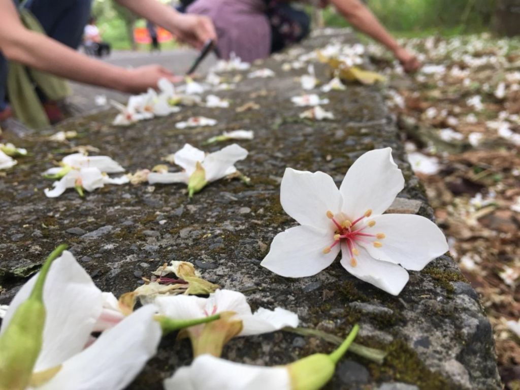 2018年挑水古道上的桐花夏之雪封面圖