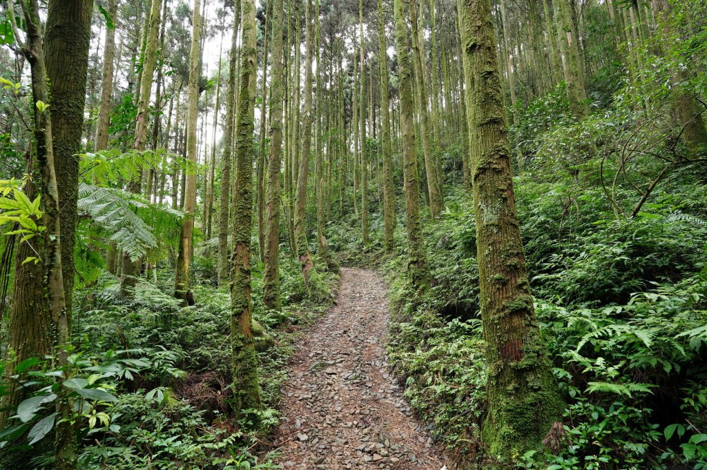 新北 烏來 大桶山、火燒樟山_2728771