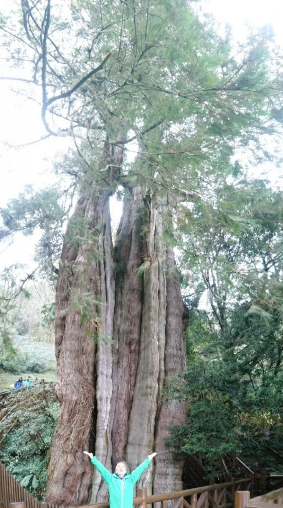 鹿林神木_1029375