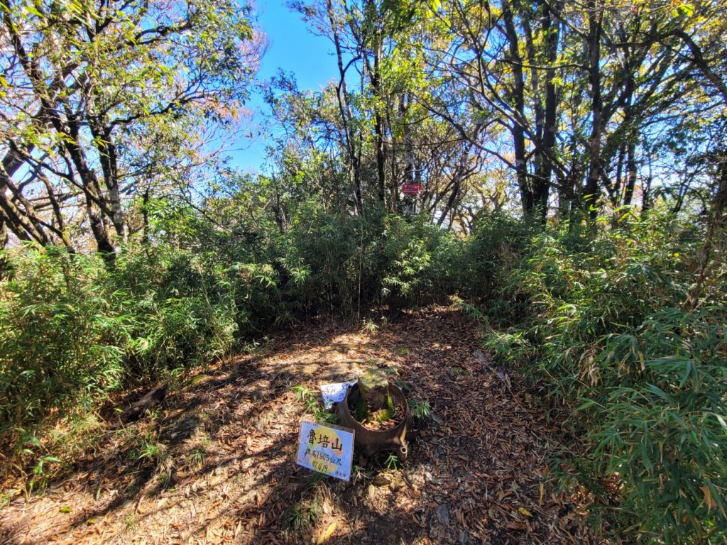 20231118 南插天山 魯培山 山毛櫸秘境_2355680