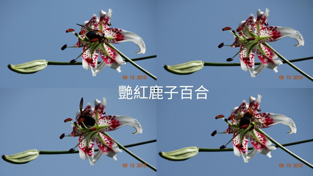 台灣原生種  - 艷紅鹿子百合封面圖