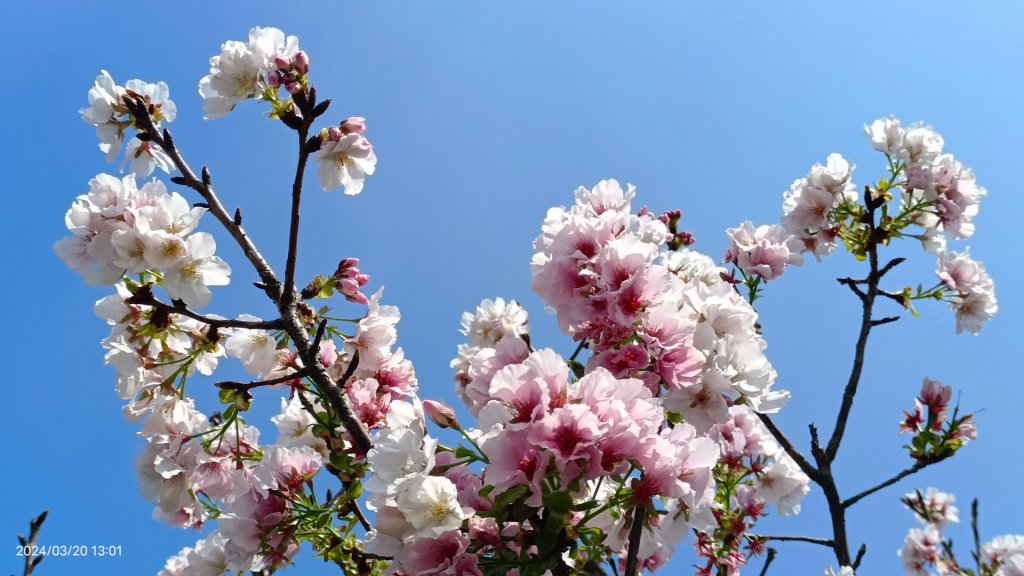 陽明山上墨染櫻大爆發_2457682