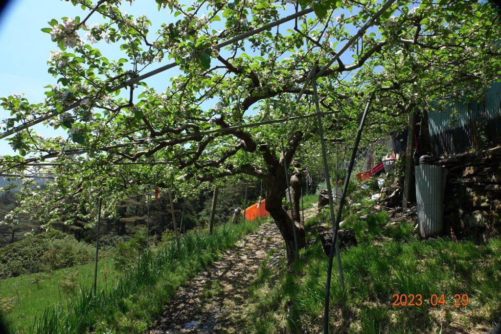 南投 仁愛 武法奈尾山_2133716