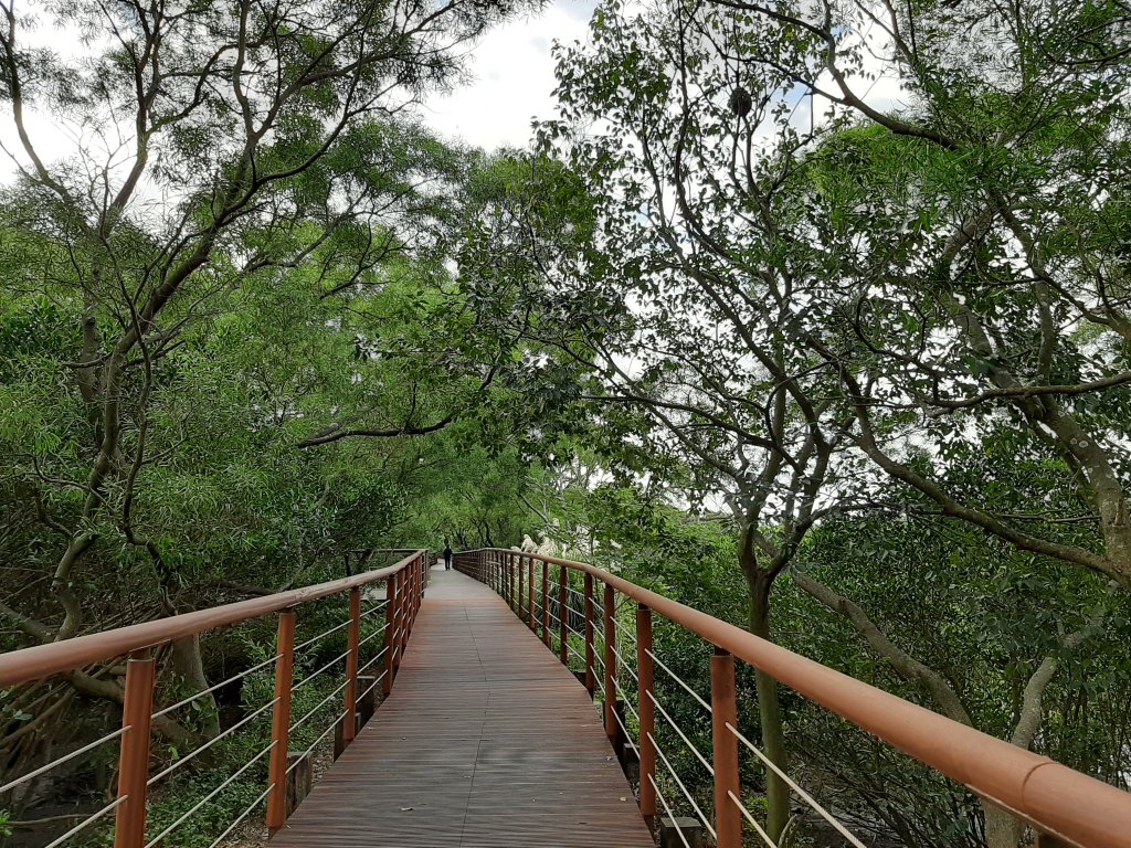紅樹林生態步道 - 全臺最大的水筆仔森林_776023