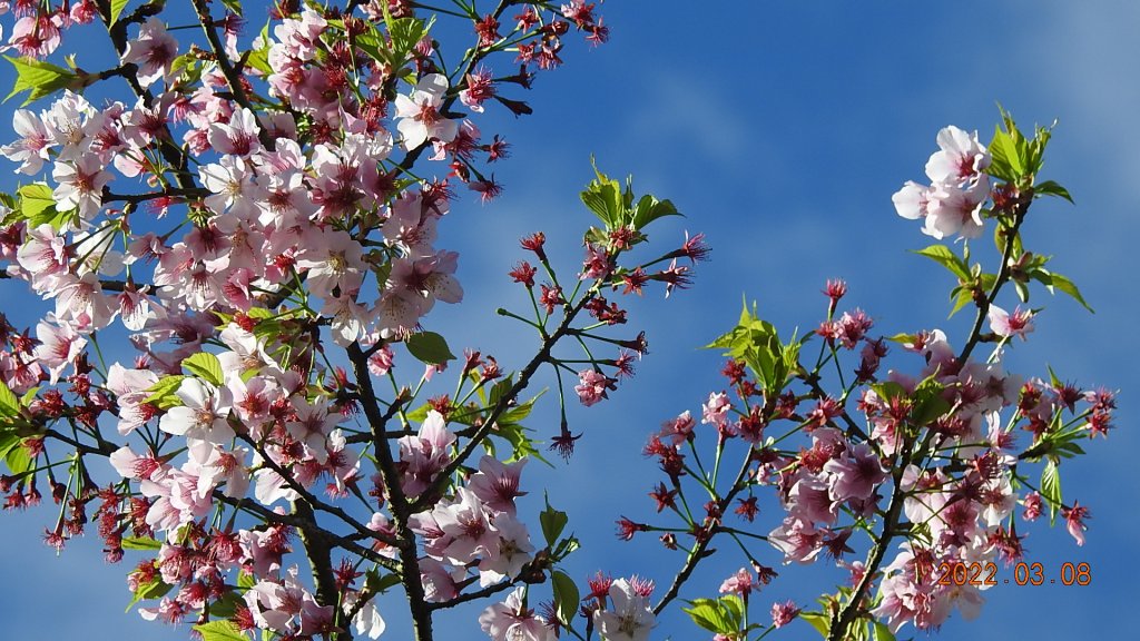 春暖花開，鳥語花香_1634024