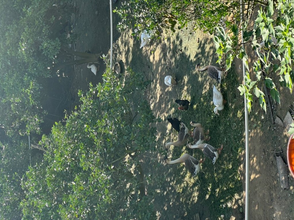 苗栗西湖-柚子山步道_2615557