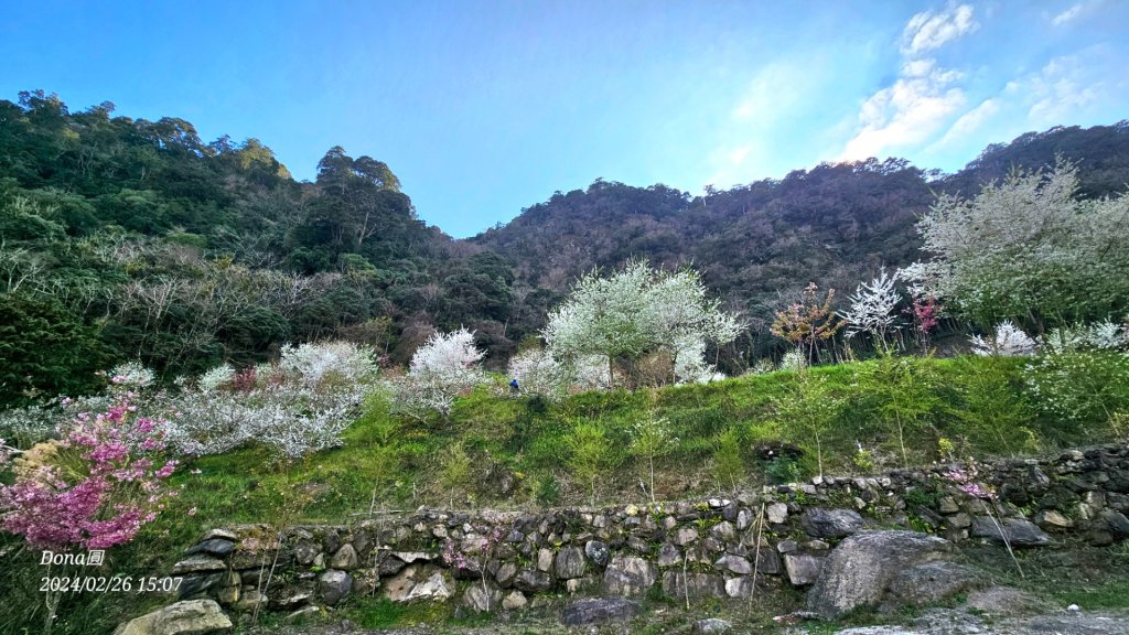 鎮西堡巨木群步道o型全程一日遊_2440366