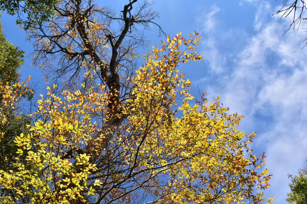 北得拉曼山毛櫸--尋找秋天的顏色封面圖