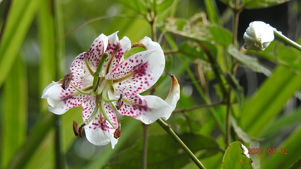 石碇二格山/雲海國小/永安社區&坪林開眼崙/南山寺&平溪靈巖寺_1790253
