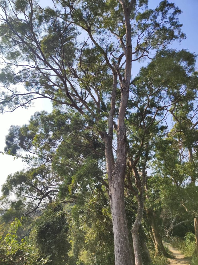 橫山步道-十八彎古道-中央嶺步道_2718084