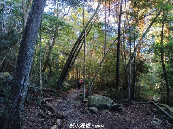 台中和平/2022谷關七雄慢旅台中登山活動認證。 針葉林道踩踏像地毯~馬崙山步道【谷關七雄】我完登了_1939921