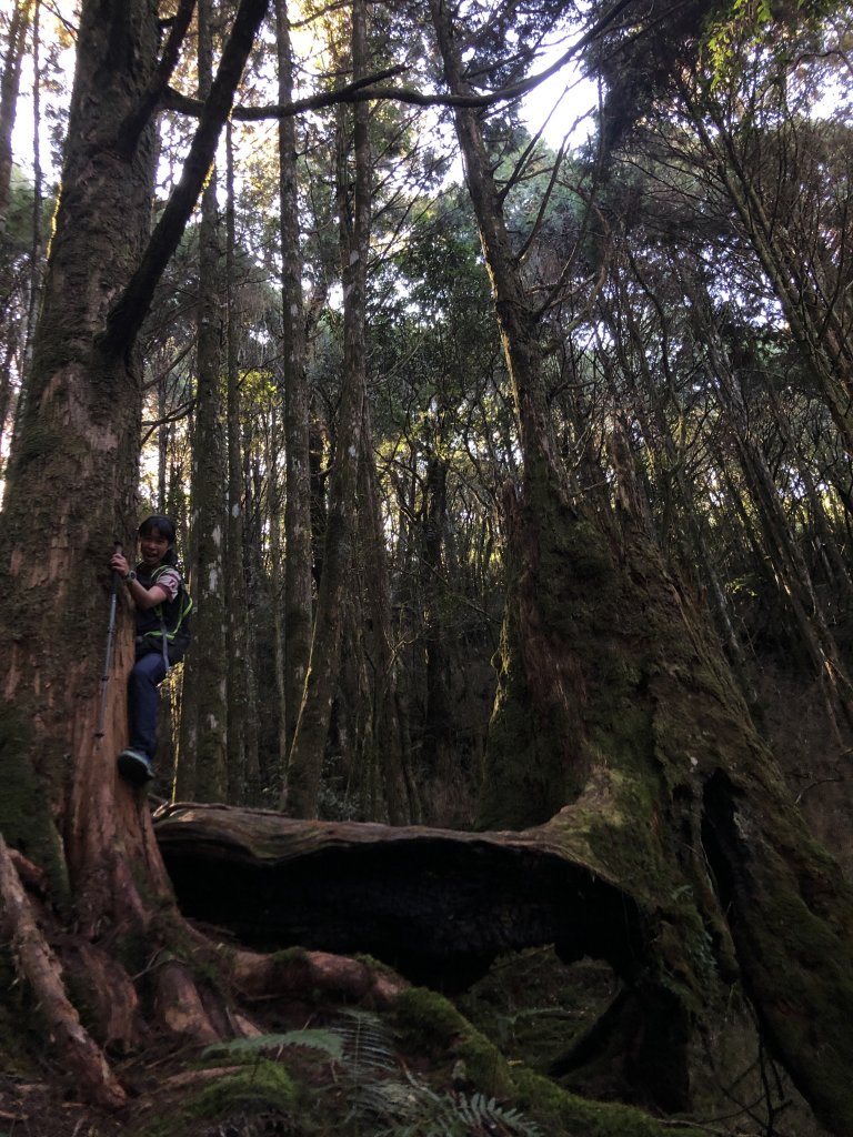 谷關七雄之首｜八仙山魔幻森林_1225433