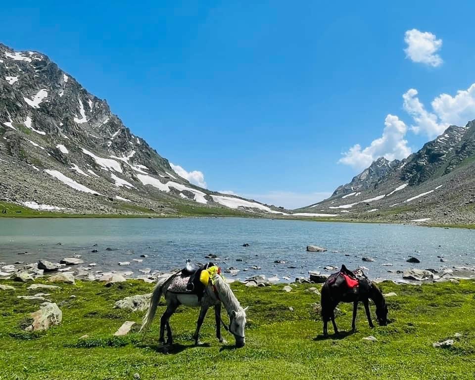 喀什米爾/馬牛羊駱駝動物寫真封面圖