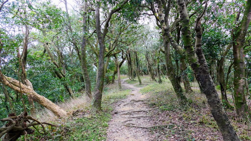 這裡怎麼有兔子還有藍腹鷴?_2663340