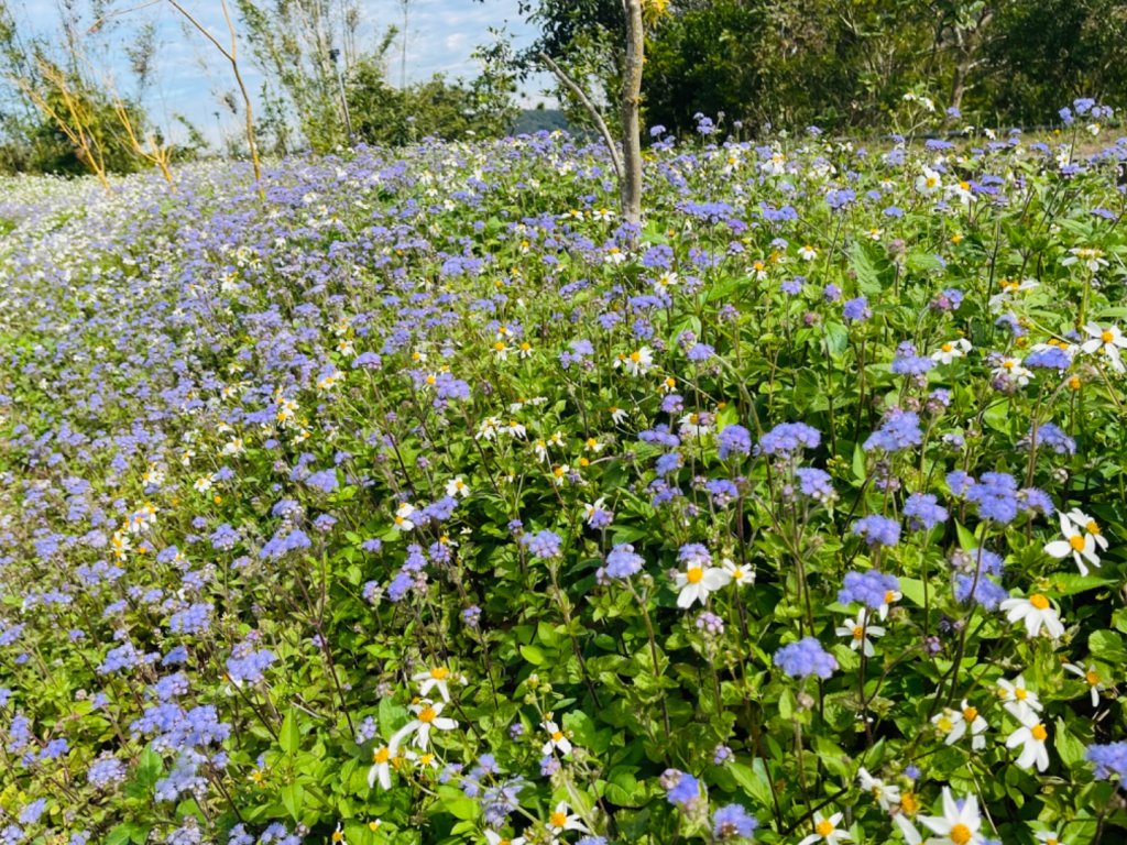 1110120大坑尾山.慈濟山.三義山0411_1588037