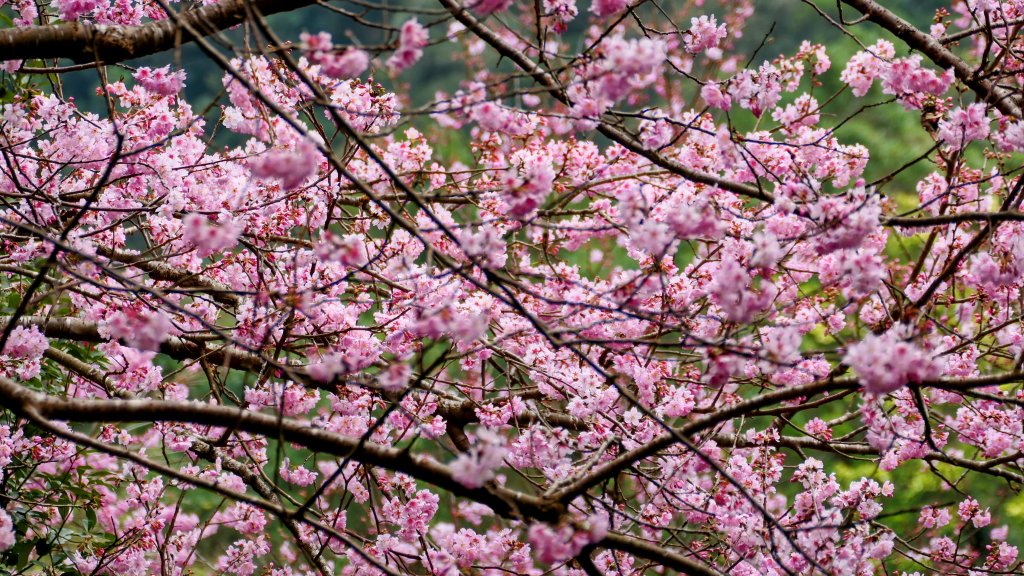 《臨江仙・碧山巖櫻花》_2714243