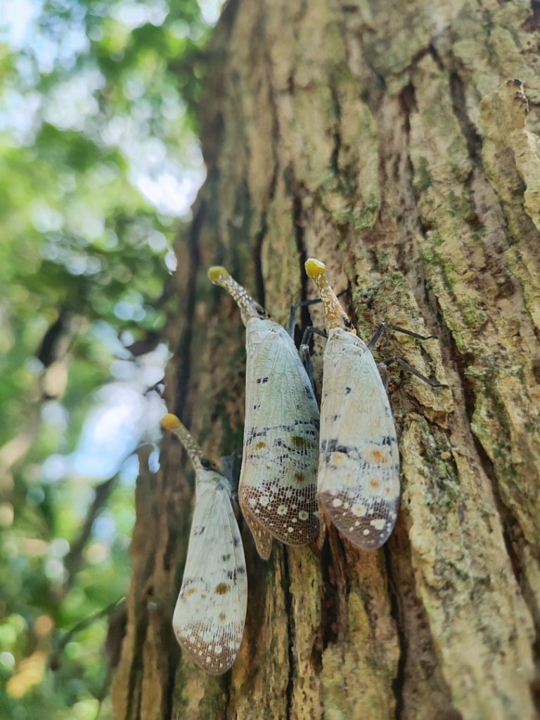 後花園散散步_2855173