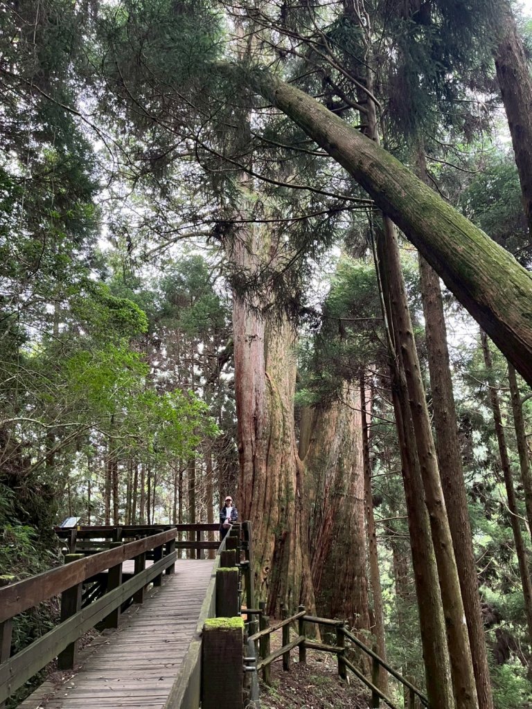 新竹 五峰 觀霧國家森林遊樂區 蜜月小徑+檜山巨木群步道封面圖