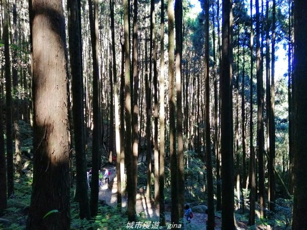 【台中。和平】綠蔭杉林大口森呼吸。 橫嶺山自然步道x橫嶺山主峰_1497934