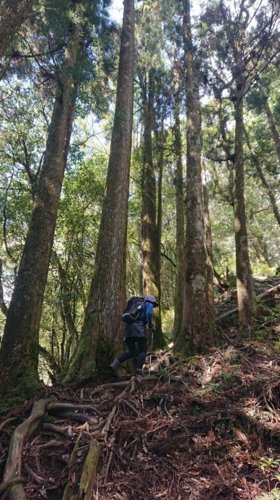 水漾森林、鹿屈山O走_2461732