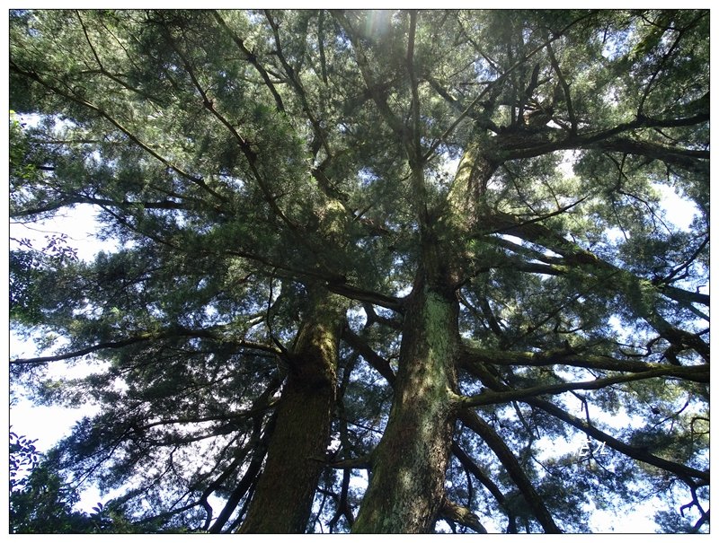 台中/大坑4號步道_634946