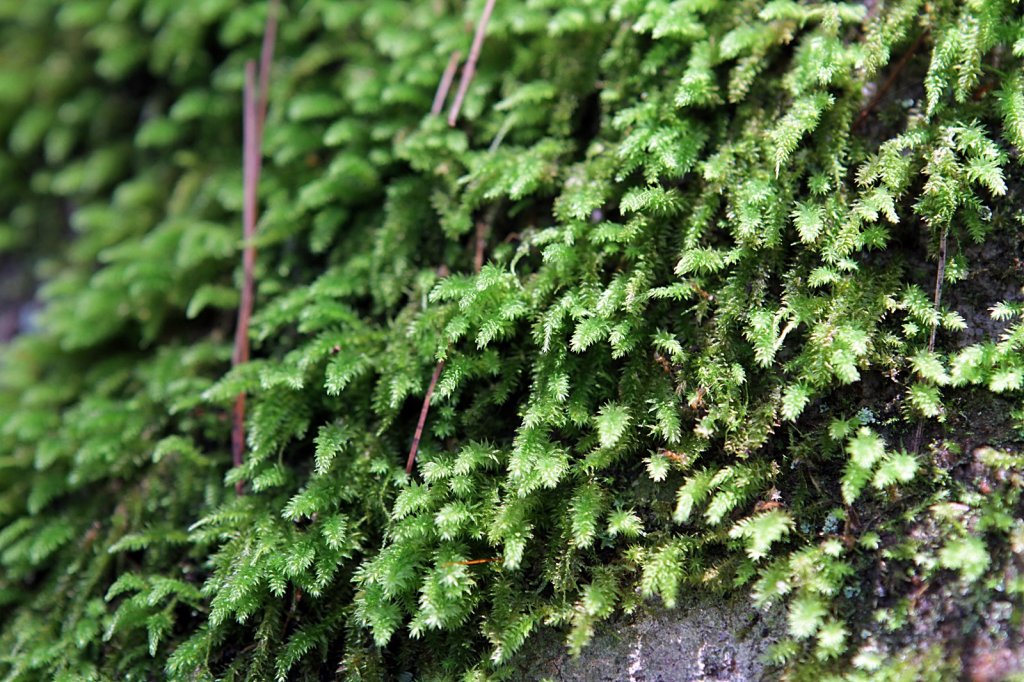 德芙蘭步道_876370