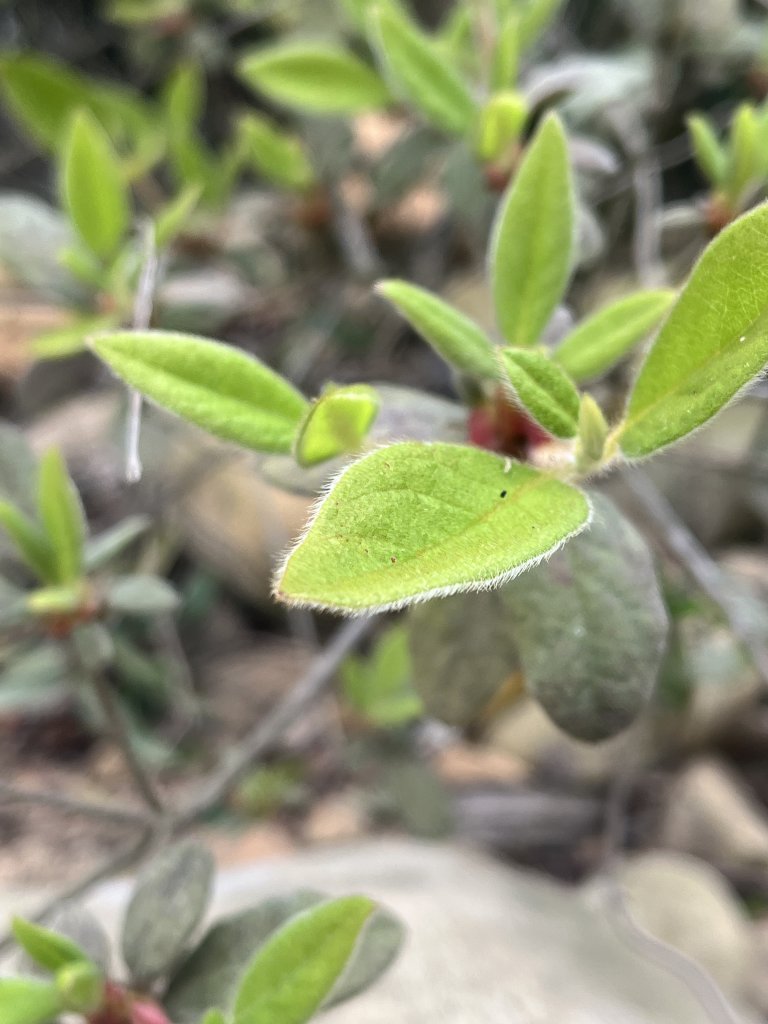 2024/03/29火炎山_2749034