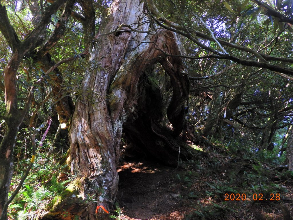 桃園 復興 南插天山_856696