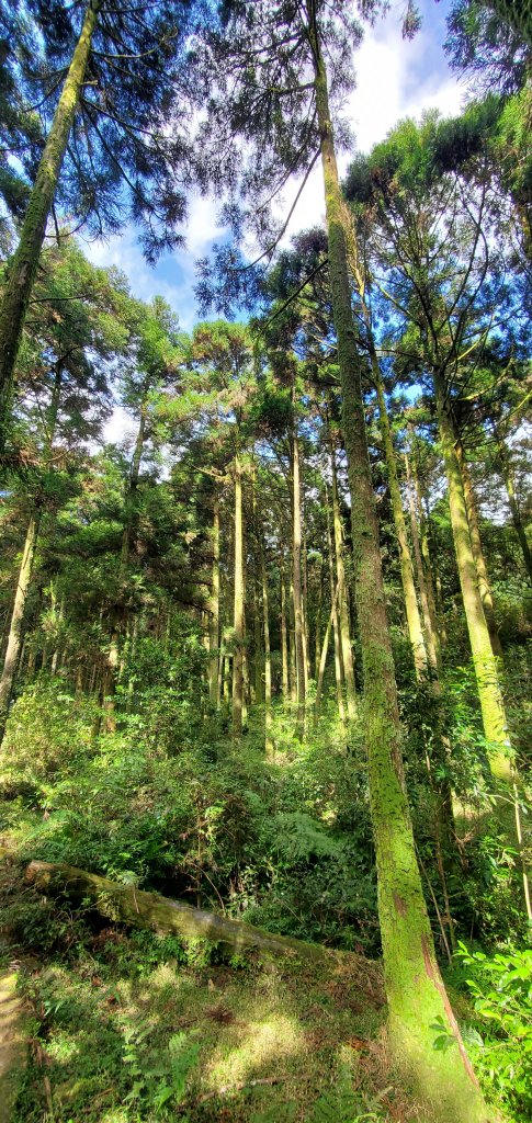 2023-11-18陽明山東西大縱走-東縱走（風櫃嘴～小油坑）_2352725