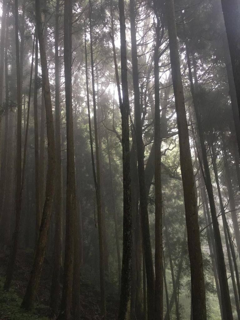 觀霧檜山巨木森林步道_171757